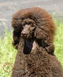 Poodle Standard 9R063D-099